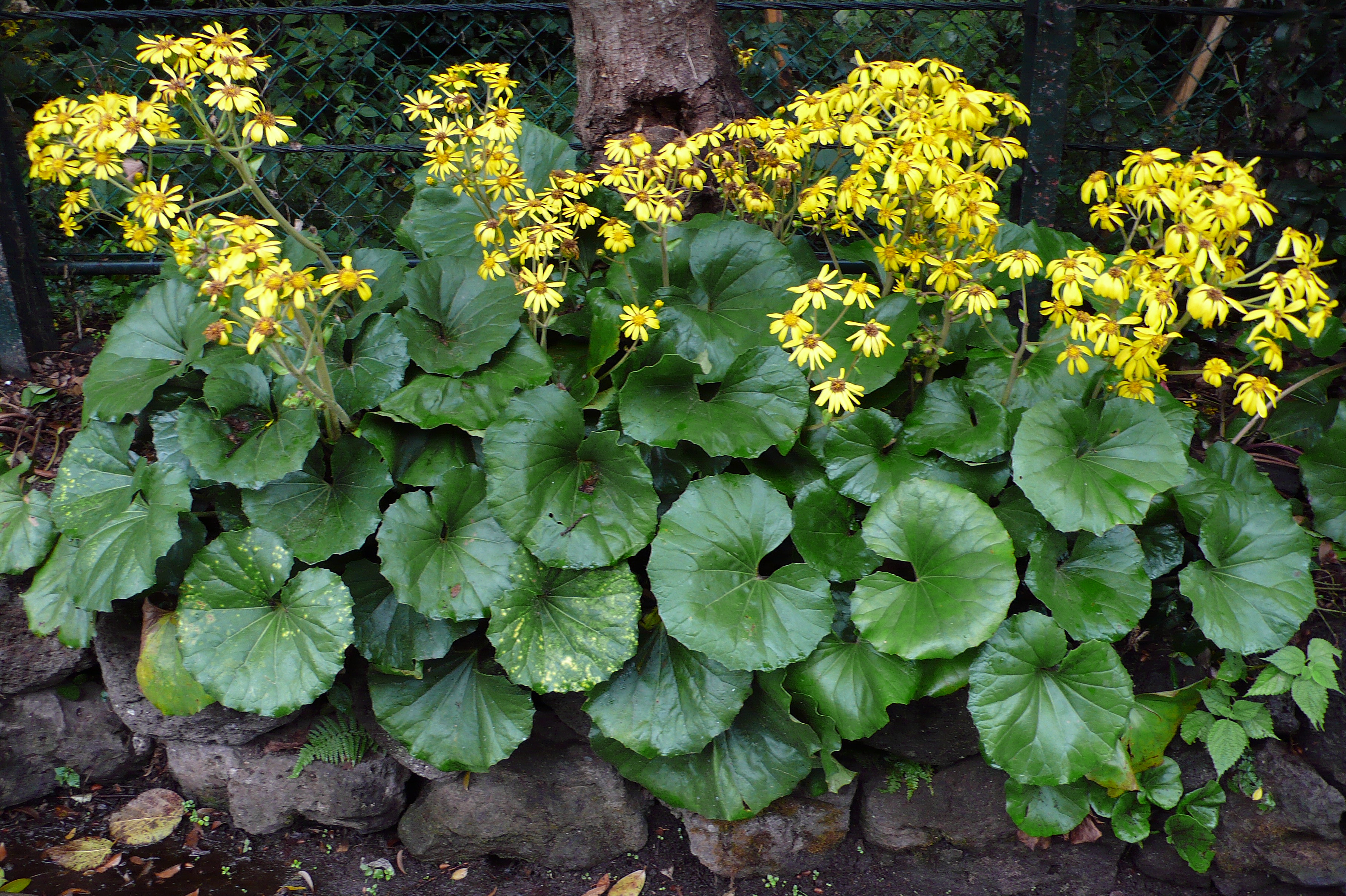Farfugium japonicum